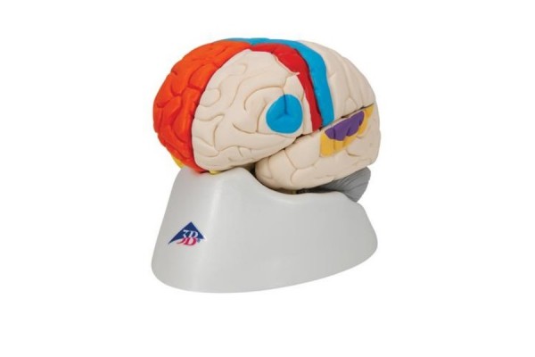 neuro-anatomiczny model mózgu, 8 części - 3b smart anatomy - 1000228 [c22] 3b scientific modele anatomiczne 2